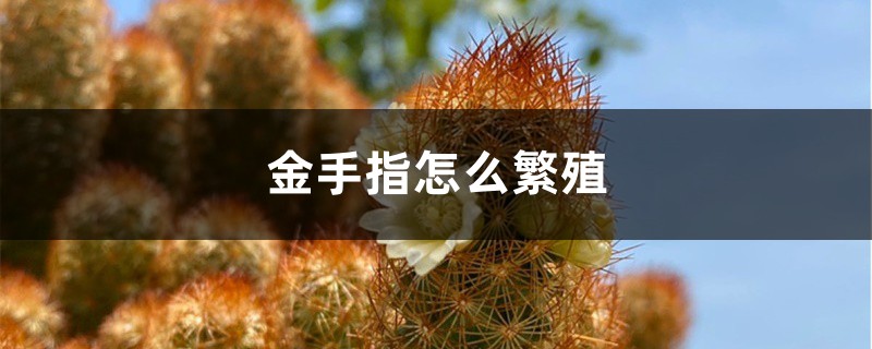 金手指怎麼繁殖