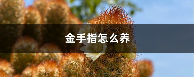 金手指怎麼養