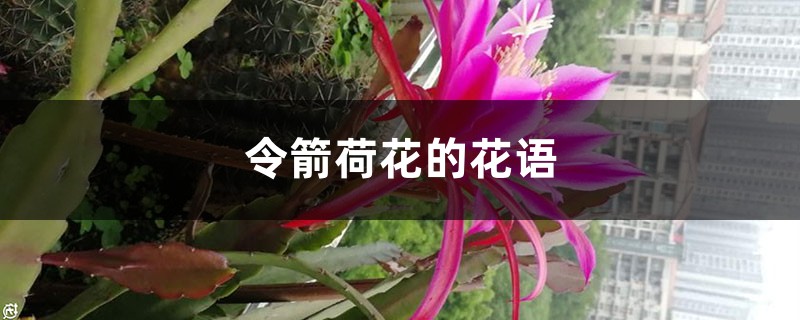 令箭荷花的花語和寓意，有什麼傳說故事