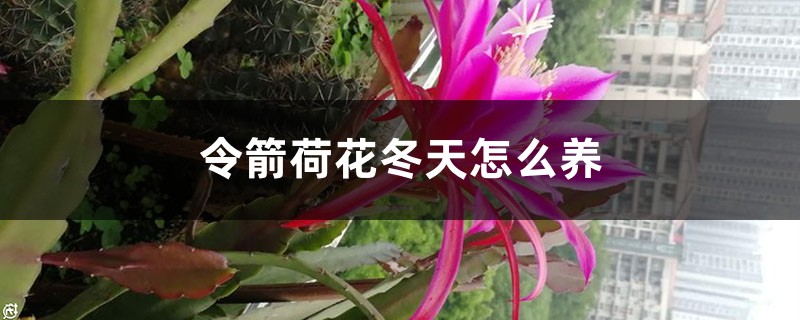 令箭荷花冬天怎麼養，冬天可以修剪嗎