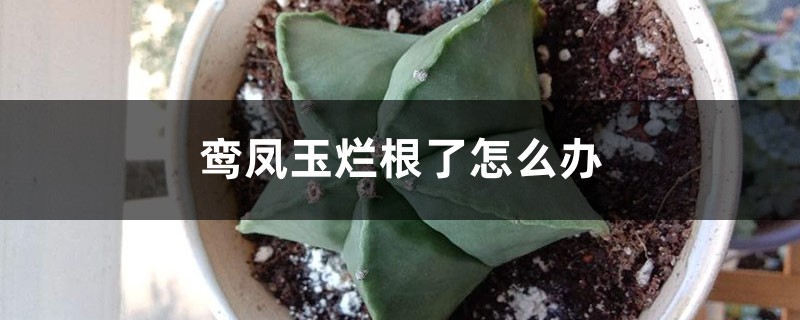 鸞鳳玉爛根了怎麼辦