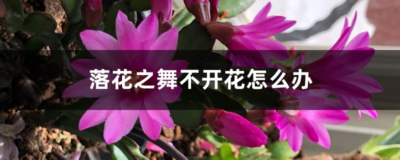 落花之舞不開花怎麼辦
