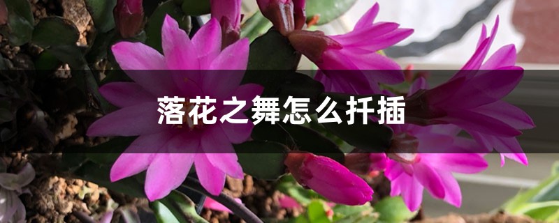落花之舞怎麼扦插