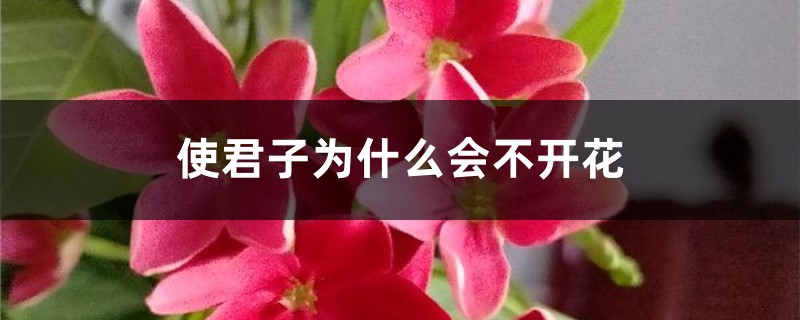 使君子為什麼會不開花