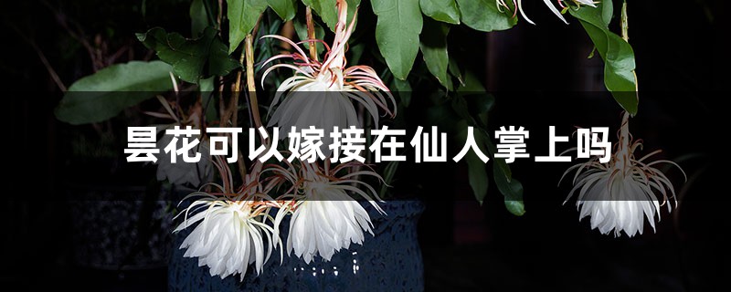 曇花可以嫁接在仙人掌上嗎，可以養在室內嗎