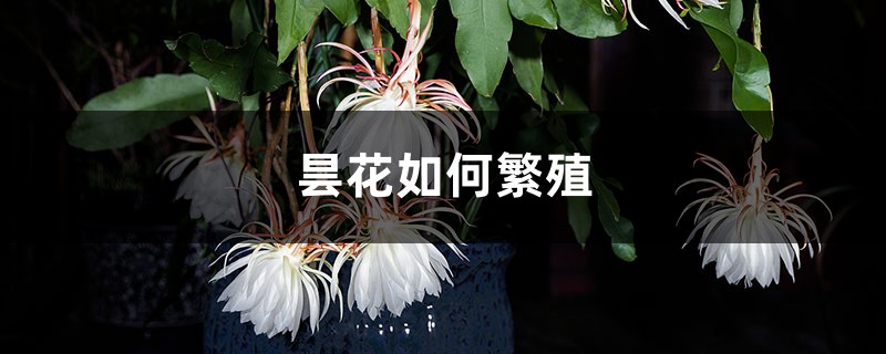 曇花如何繁殖，剛插下去的曇花什麼時候澆水