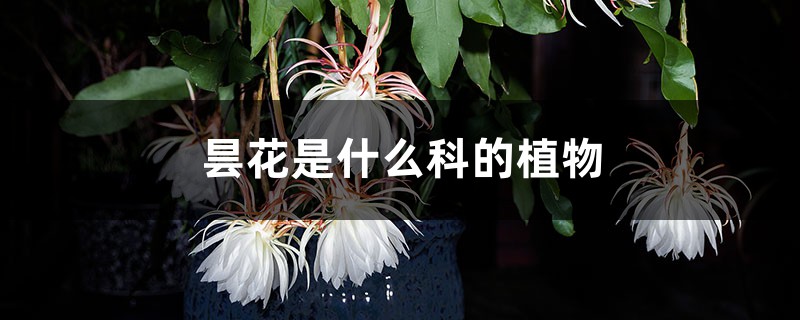 曇花是什麼科的植物，是雌雄異株植物嗎