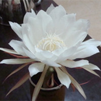 曇花