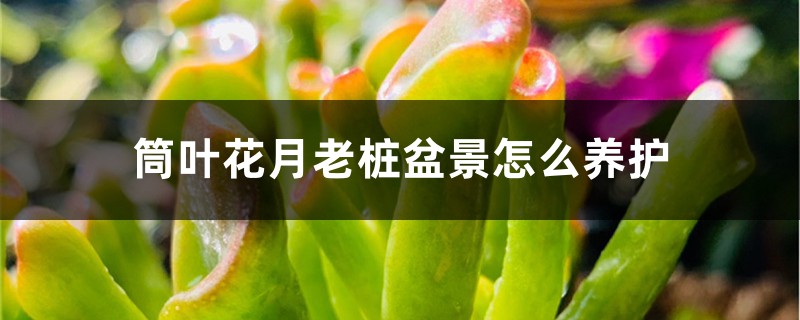 筒葉花月老樁盆景怎麼養護