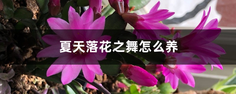 夏天落花之舞怎麼養