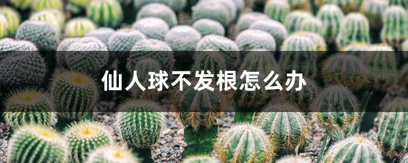 仙人球不髮根怎麼辦