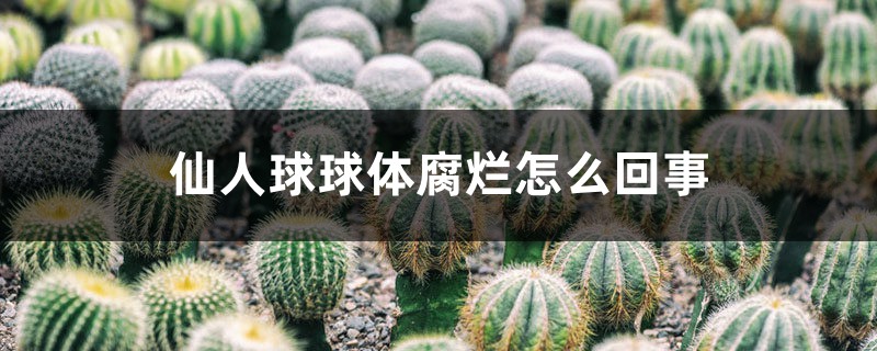 仙人球球體腐爛怎麼回事