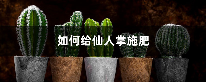 仙人掌施肥方法，用什麼肥好