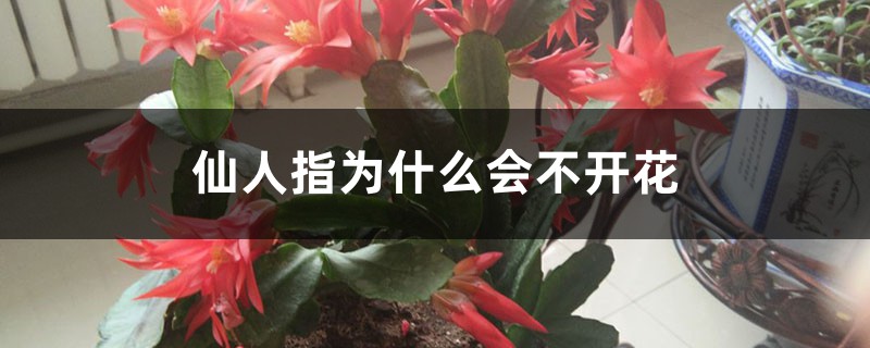 仙人指為什麼會不開花