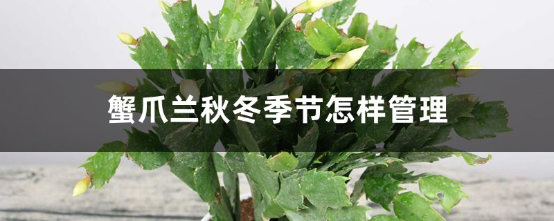 蟹爪蘭秋冬季節怎樣管理，秋冬季能扦插嗎