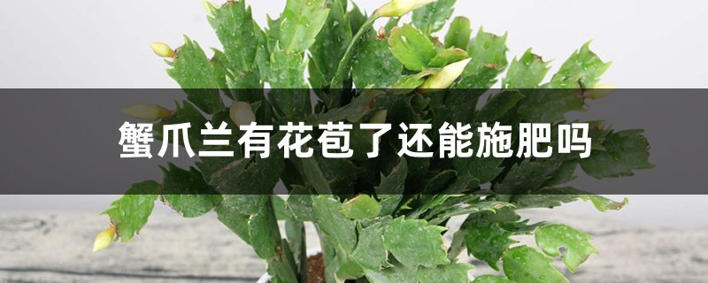蟹爪蘭有花苞了還能施肥嗎，開花的時候怎麼施肥澆水