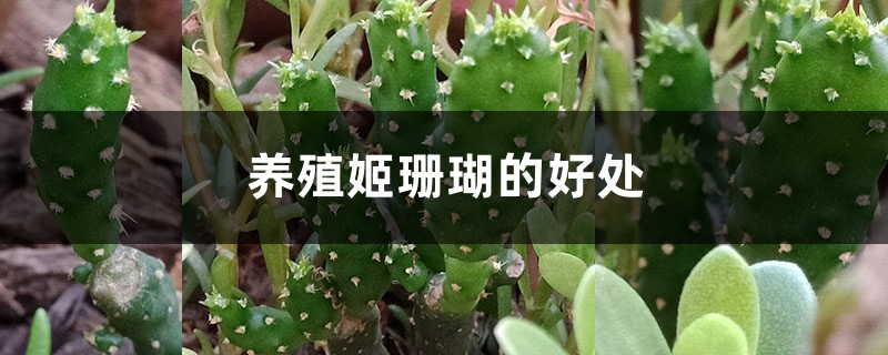 養殖姬珊瑚的好處