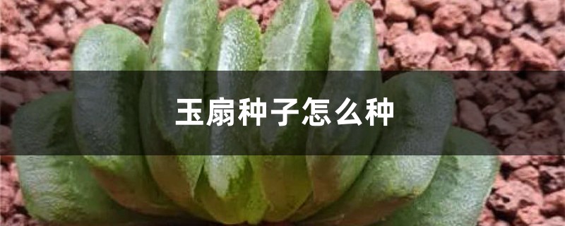 玉扇種子怎麼種