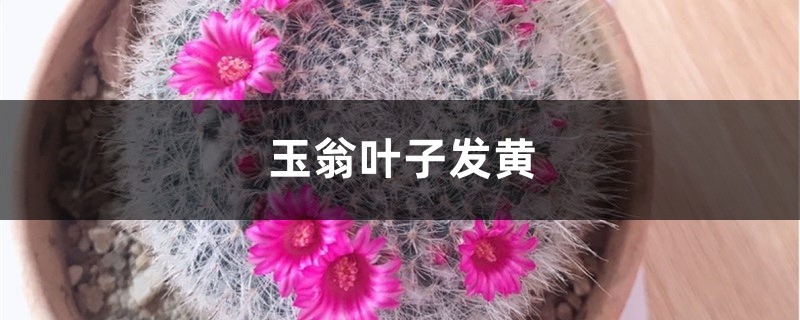 玉翁黃葉的原因和處理辦法