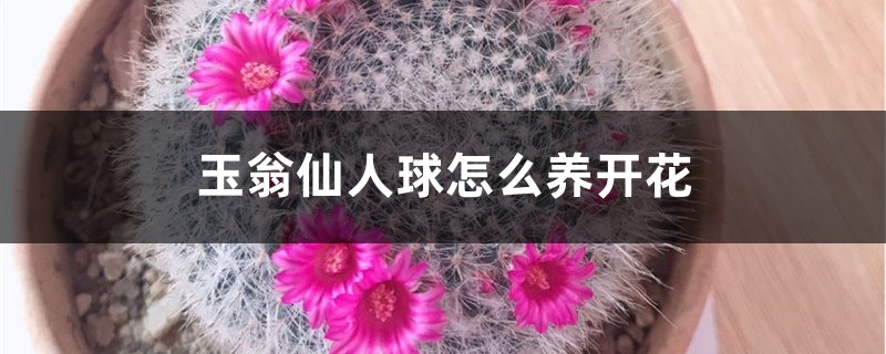 玉翁仙人球怎麼養開花