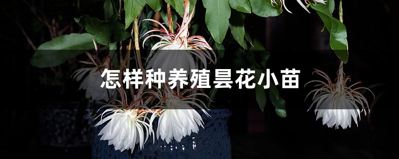 怎樣種養殖曇花小苗，小苗種植多久可以施肥