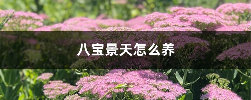 八寶景天怎麼養