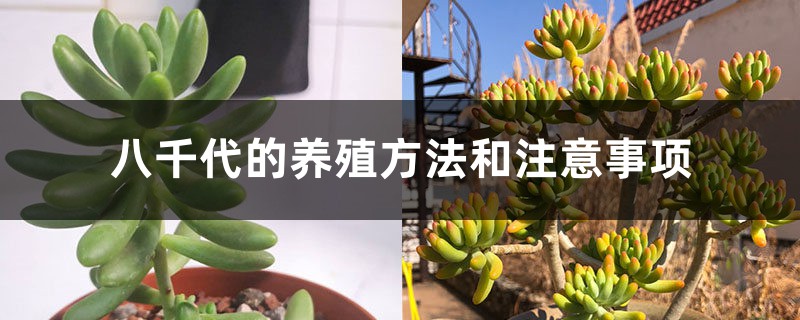 八千代的養殖方法和注意事項