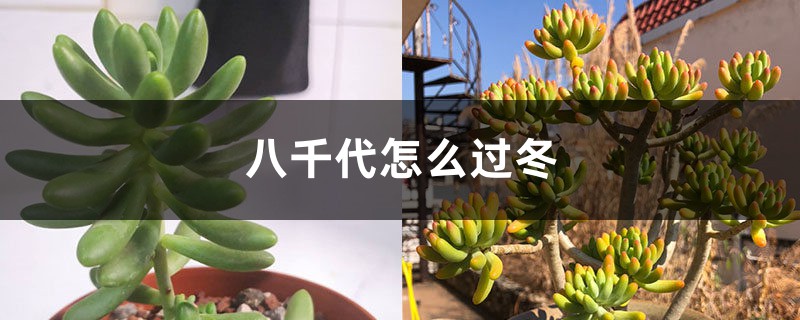 八千代怎麼過冬