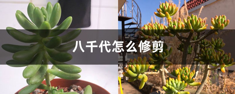 八千代怎麼修剪