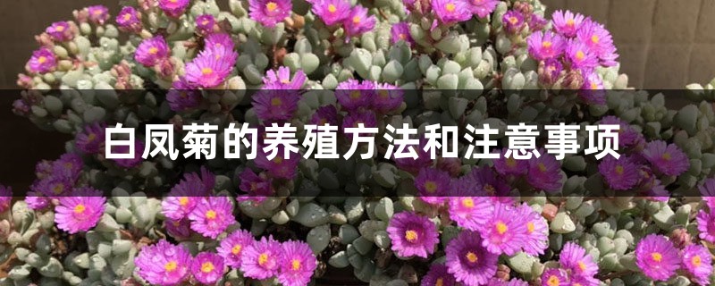 白鳳菊的養殖方法和注意事項