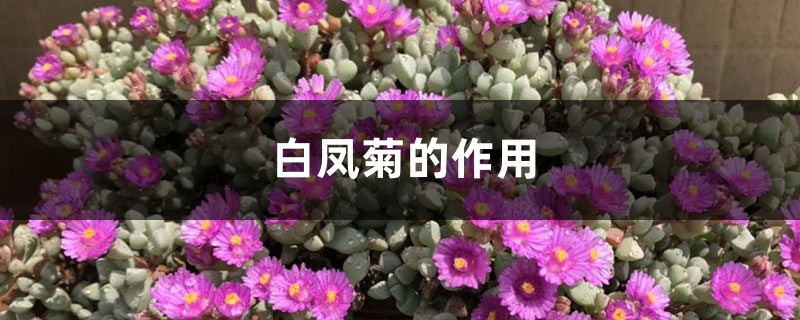 白鳳菊的作用