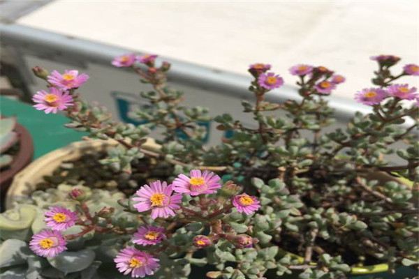 白鳳菊和鹿角海棠怎麼區別