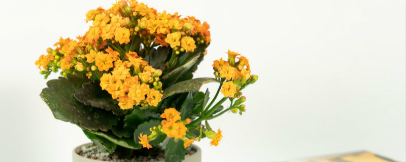 必買長壽花品種