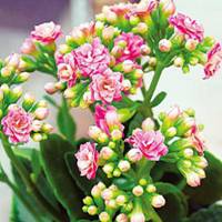 長壽花