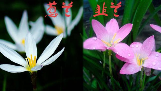 蔥蘭與韭蘭的區別