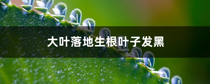 大葉落地生根葉子發黑怎麼辦