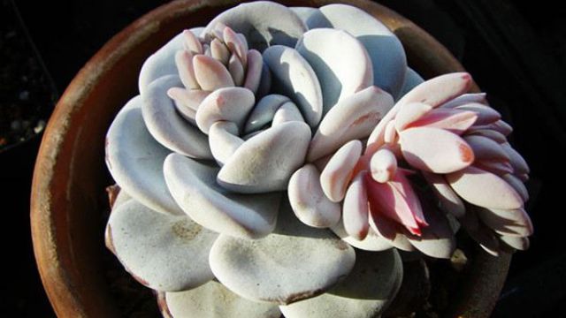 多肉植物雪蓮怎麼繁殖