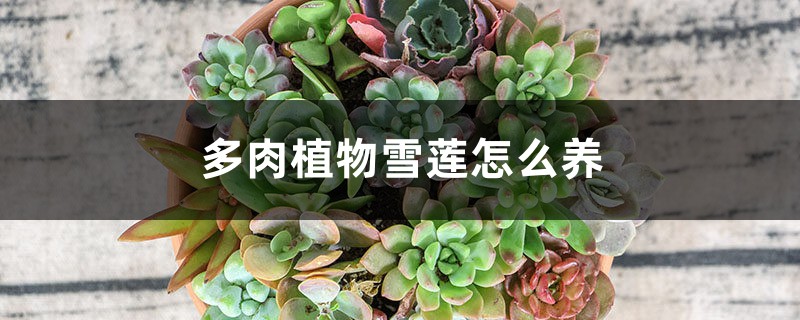 多肉植物雪蓮怎麼養