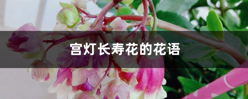 宮燈長壽花的花語和寓意，有什麼傳說故事