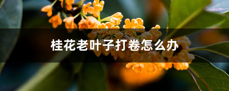桂花老葉子打卷怎麼辦