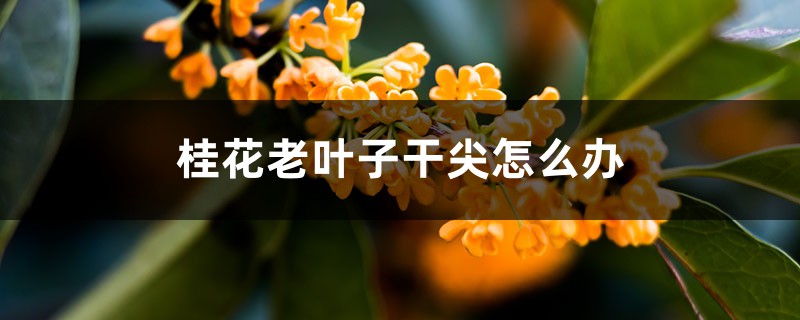 桂花老葉子幹尖怎麼辦