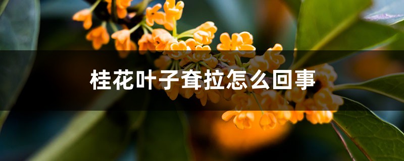 桂花葉子耷拉怎麼回事