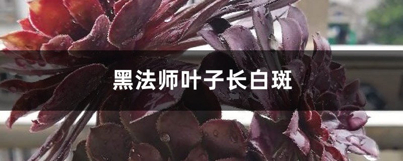 黑法師葉子長白斑怎麼辦