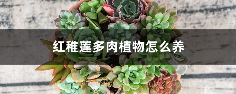 紅稚蓮多肉植物怎麼養，如何養出老樁