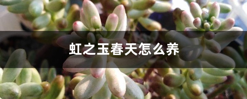 虹之玉春天怎麼養