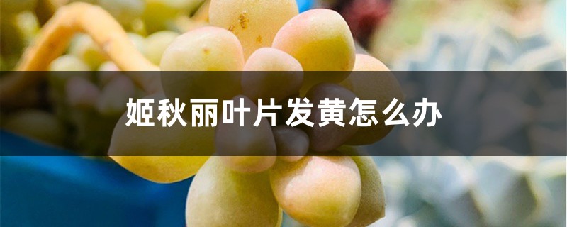 姬秋麗葉片發黃怎麼辦