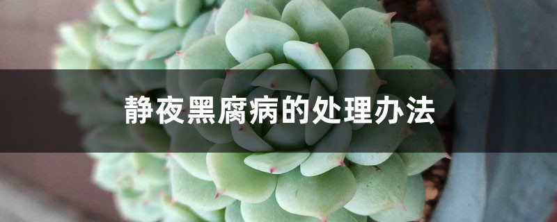 靜夜黑腐病的處理辦法
