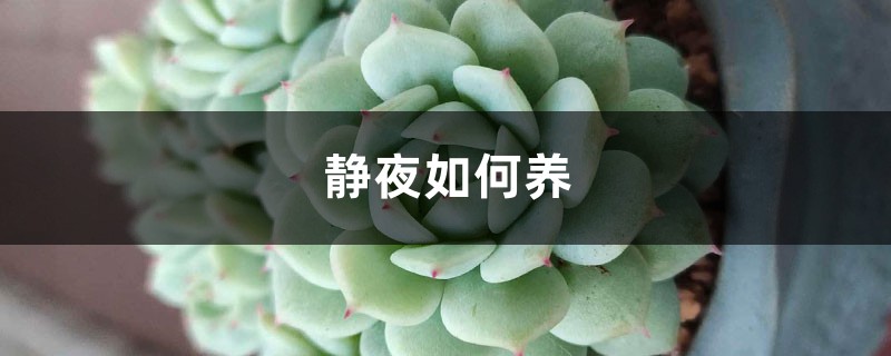 靜夜如何養