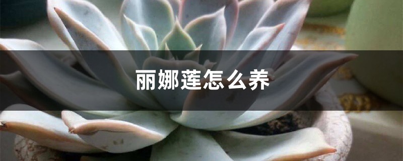 麗娜蓮怎麼養