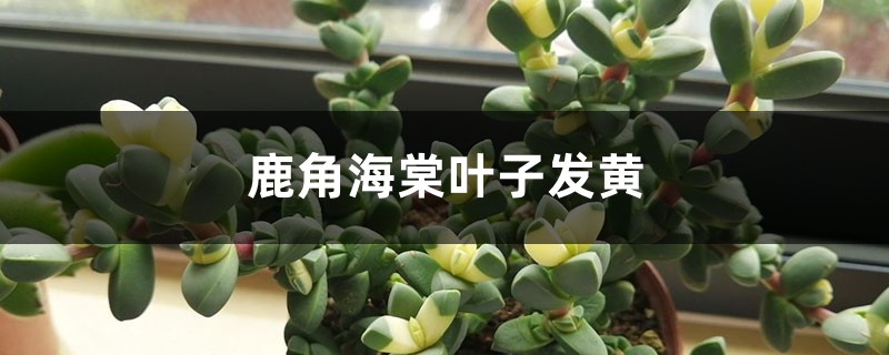 鹿角海棠黃葉的原因和處理辦法